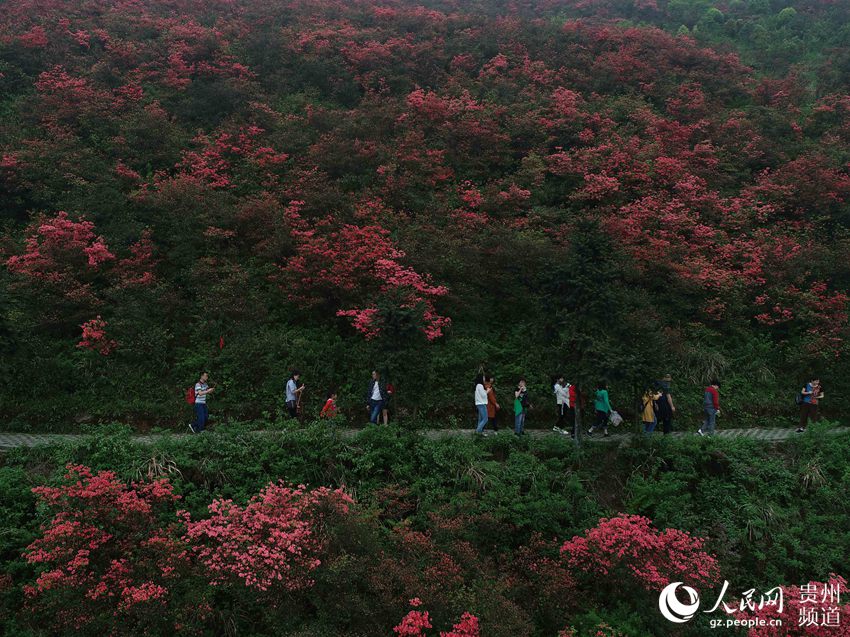 4月19日,在贵州省丹寨县龙泉山景区,游客在杜鹃花林中穿行.