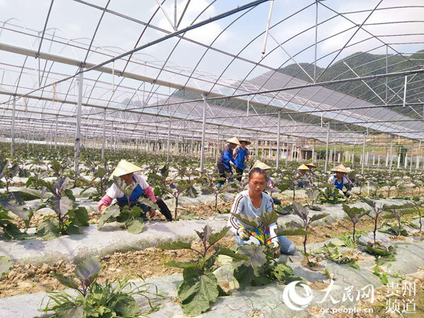 紫云落城村:小蔬菜引 活水 产业扶贫超给力--贵