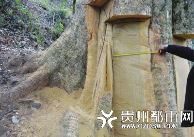 盗伐团伙 专门锯砍楠木根块
