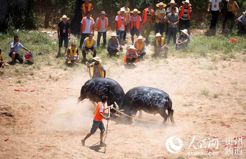 2018年7月18日，在貴州省從江縣東朗鎮鬆刀斗牛塘，兩頭斗牛在打斗。（吳德軍 攝）