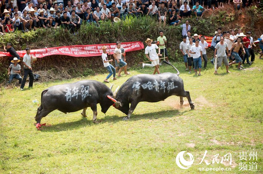 2018年8月11日，兩頭斗牛在貴州省從江縣丙妹鎮宰略村斗牛塘打斗。（吳德軍 攝）