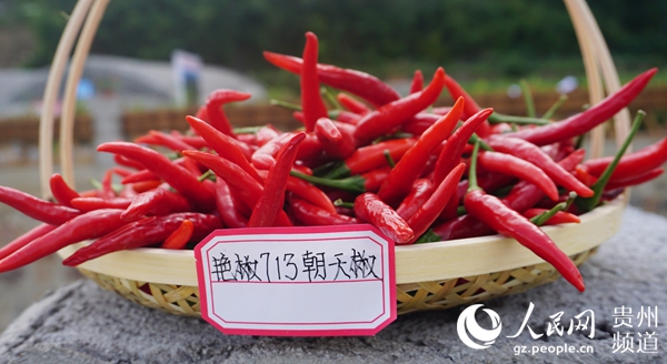 贵州:小辣椒成就大产业 辣博会传递好声音