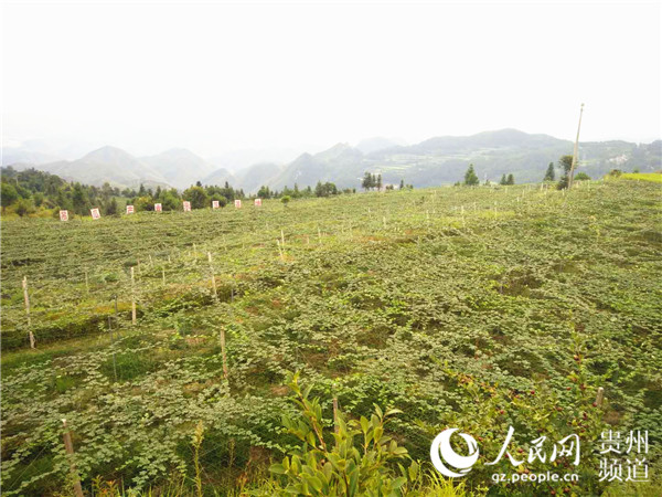 吊瓜产业示范园。王秀芳 摄