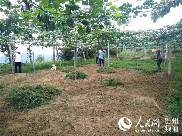 吊瓜基地务工的农户。王秀芳 摄