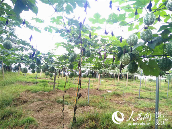 吊瓜種植基地。王秀芳 攝