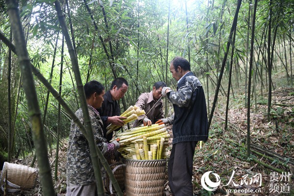 桐梓方竹 鼓起笋农钱袋子 暖了百姓心窝子