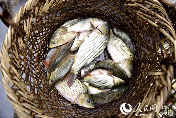 贵州从江:“稻花鱼”丰收
