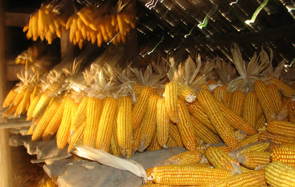 玉米豐收