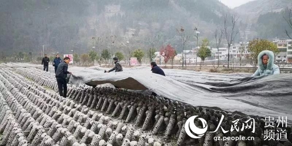 12��29�գ�ľ������Ǵ幥�����֯�ɲ�Ⱥ��Ϊʳ�þ���ʱ���¿�������