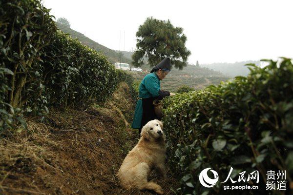 茶农采茶忙。李宇 摄