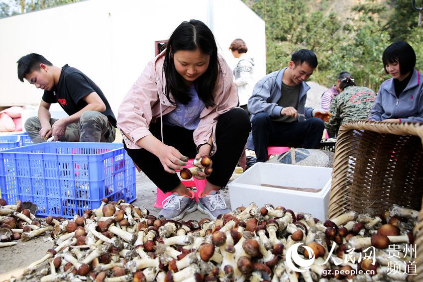 图为3月28日，在剑河县柳川镇加禾村大球盖菇种植基地，党员干部帮助菇农采收大球盖菇。