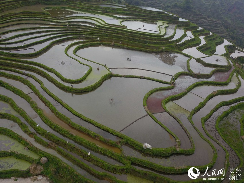 岐山高清苗