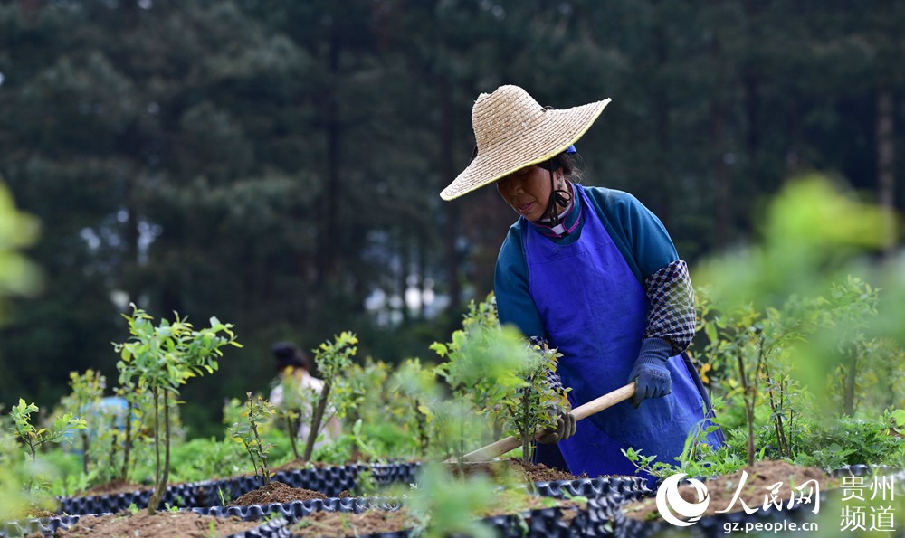 贵州丹寨：蓝莓种植助增收（高清组图）