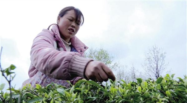 农户采茶忙