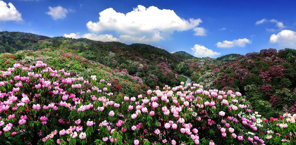 毕节花海