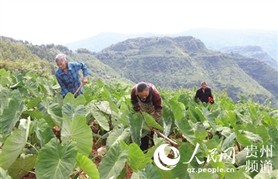 水城縣新街鄉：小芋頭“種”出大效益