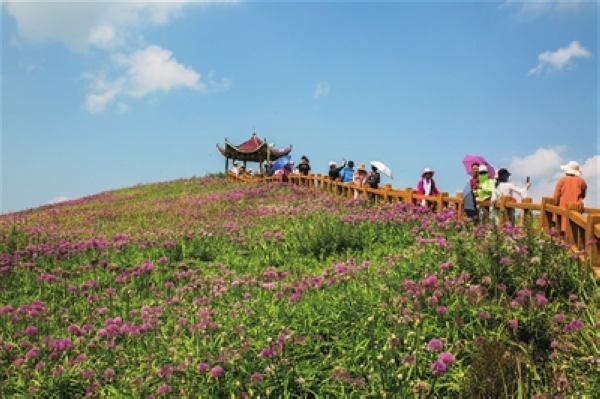 韭菜坪景区万亩野生韭菜花盛开