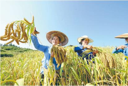 天柱: 中秋节迎丰收