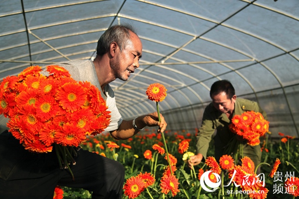 2019年11月14日,贵州省毕节市黔西县洪水镇长堰村花卉种植基地,村民在大棚里采摘非洲菊。(史开心 摄)