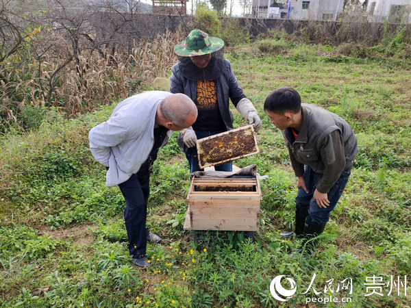 養蜂技術指導員正在教授養蜂技術，貧困戶羅倫武（右一）在一旁專心的學習。
