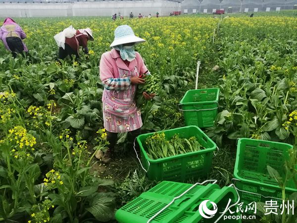 2月4日，在贵州省安龙县粤旺农业集团金龙旺蔬菜基地，工人加紧采摘蔬菜。皮世哲 供