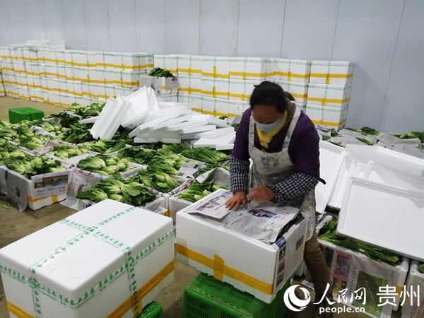 2月5日，在貴州省安龍縣粵旺農業集團金龍旺蔬菜基地，工人正對蔬菜進行分揀和打包。皮世哲 供