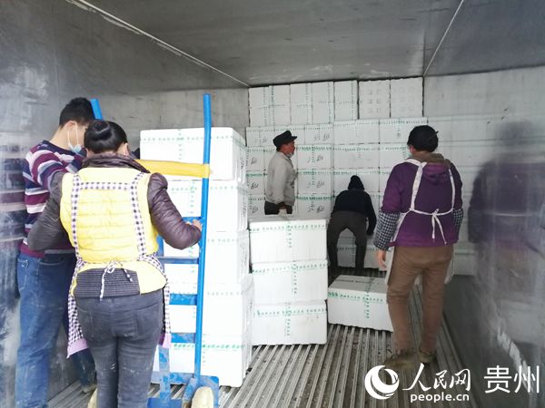2月5日，在貴州省安龍縣粵旺農業集團金龍旺蔬菜基地，工人正在裝車。皮世哲 供