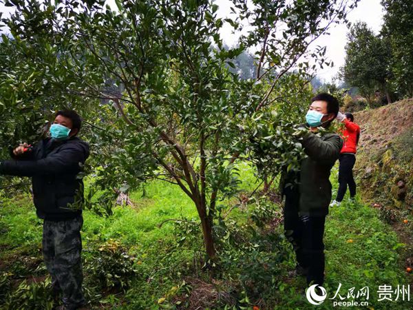 在做好疫情防控的同时,贵州省桐梓县各乡镇(街道)正逐步有序推进春播