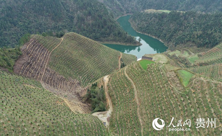 2月9日，無人機航拍下的貴州省黔東南苗族侗族自治州丹寨縣排調鎮方勝村椪柑種植基地。