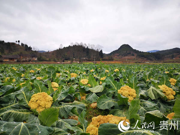 隨處可見的花菜