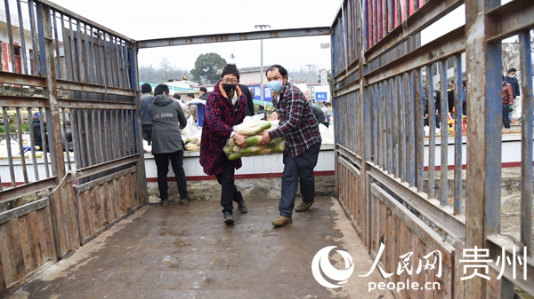 2月10日，貴州省畢節市黔西縣綠化鄉豐收村群眾，將檢測合格的水果蘿卜裝車運送武漢。 