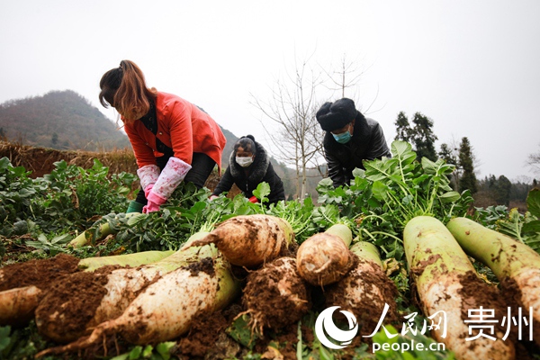 2月10日，貴州省畢節市黔西縣綠化鄉豐收村群眾在收水果蘿卜。 