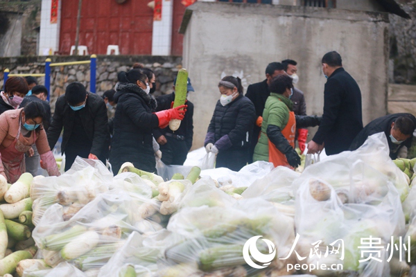 2月10日，貴州省畢節市黔西縣綠化鄉豐收村群眾將水果蘿卜集中裝袋。 
