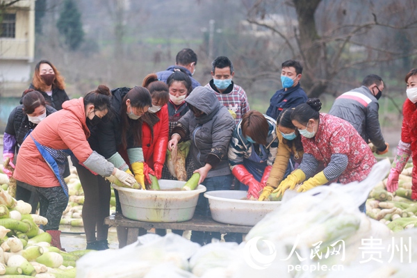 2月10日，貴州省畢節市黔西縣綠化鄉豐收村群眾在集中清洗水果蘿卜。 周訓超 攝