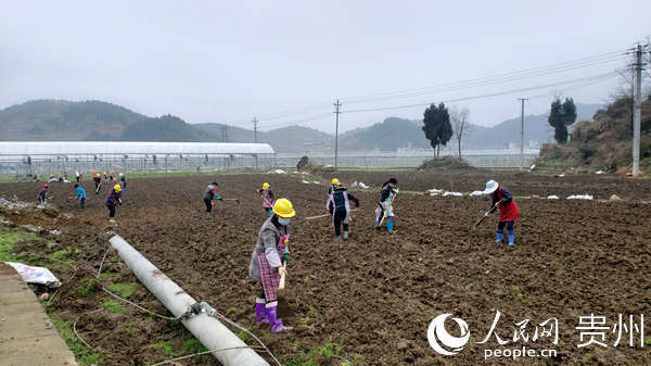 保供蔬菜基地辛勤劳作的群众。开阳县宣传部供图