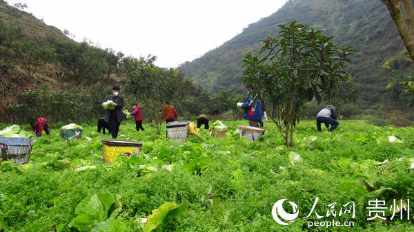开阳县花梨镇收割蔬菜。开阳县宣传部供图