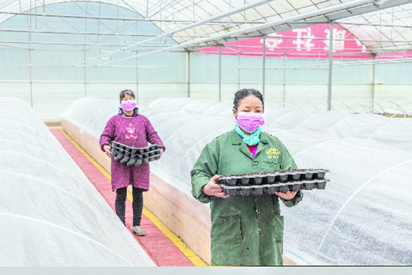 正安县:12万亩辣椒种植有序推进