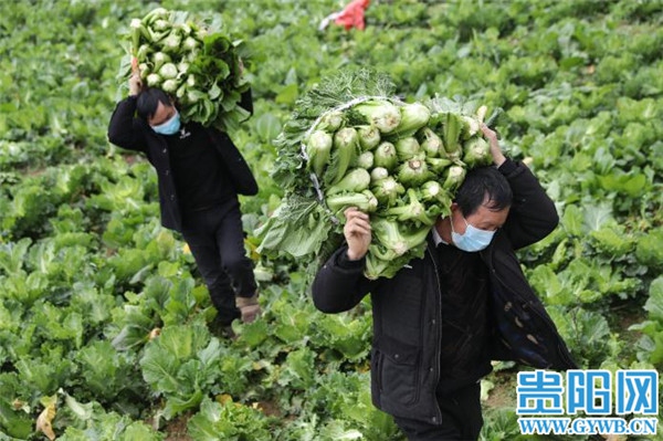 彭老总种菜_种菜图片(3)