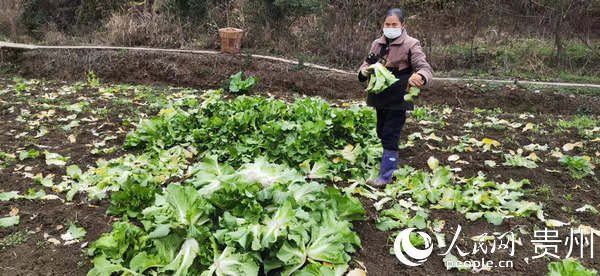 村民正在收割蔬菜。王春府 攝