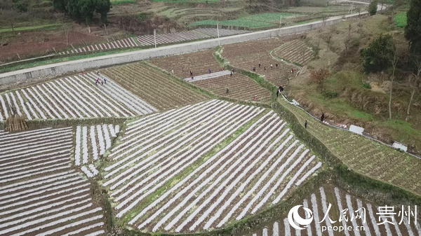 田間勞作   楊瀚  攝 