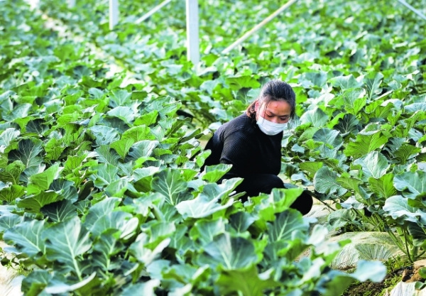 蔬菜基地管护忙