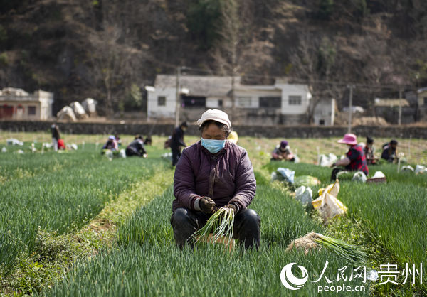 2月13日，貴州省赫章縣鬆林坡鄉村民在香蔥基地採收香蔥。李學友 攝
