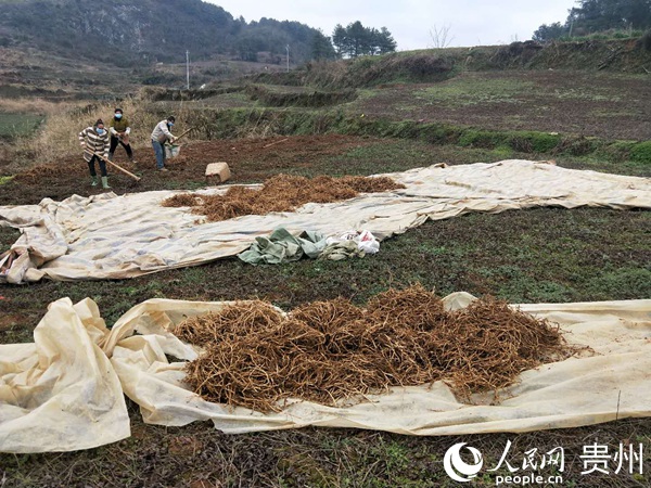 地方联播 初春清晨,在开阳县双流镇凉水井村大坳组的折耳根基地上