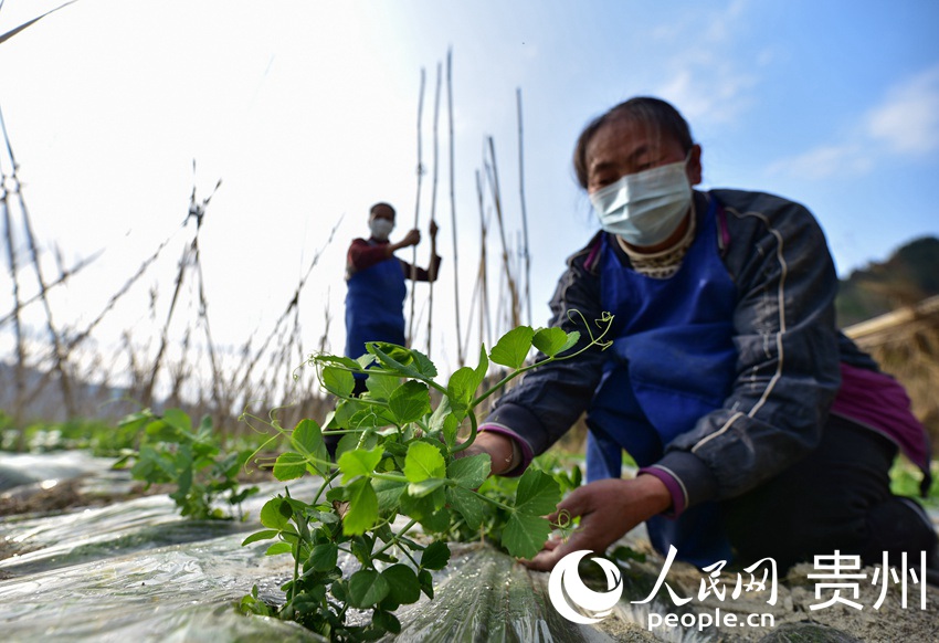 2月18日，在貴州省黔東南苗族侗族自治州丹寨縣排調鎮也改村蔬菜種植基地，村民在對荷蘭豆進行管護。