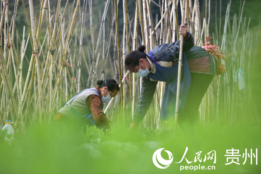 2月18日，在貴州省黔東南苗族侗族自治州丹寨縣排調鎮也改村蔬菜種植基地，村民在給荷蘭豆插支架。