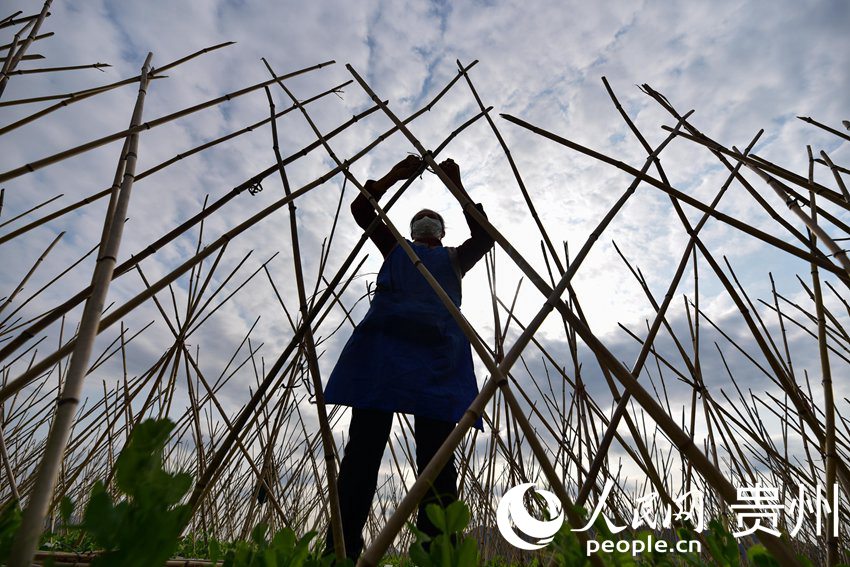 2月18日，在貴州省黔東南苗族侗族自治州丹寨縣排調鎮也改村蔬菜種植基地，村民在給荷蘭豆插支架。