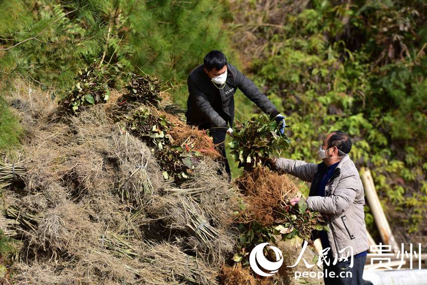 2月18日，在貴州省黔東南苗族侗族自治州丹寨縣排調鎮中藥材種植基地，村民在搬運鉤藤苗。