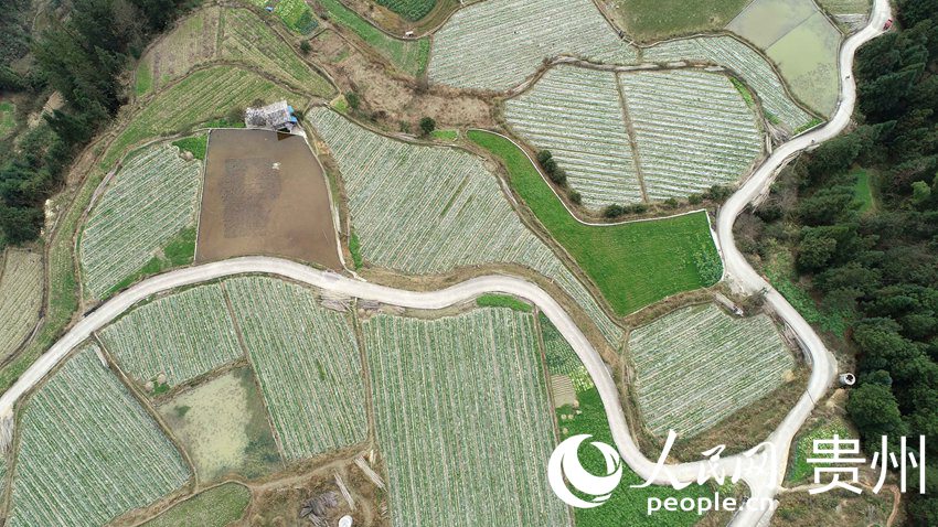 2月18日，正值春季農忙時節的貴州省黔東南苗族侗族自治州丹寨縣排調鎮也改村蔬菜種植基地一派生機盎然。無人機拍攝