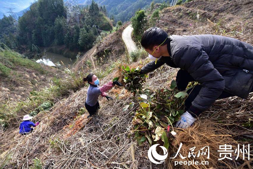 2月18日，在貴州省黔東南苗族侗族自治州丹寨縣排調鎮中藥材種植基地，村民在栽種鉤藤苗。