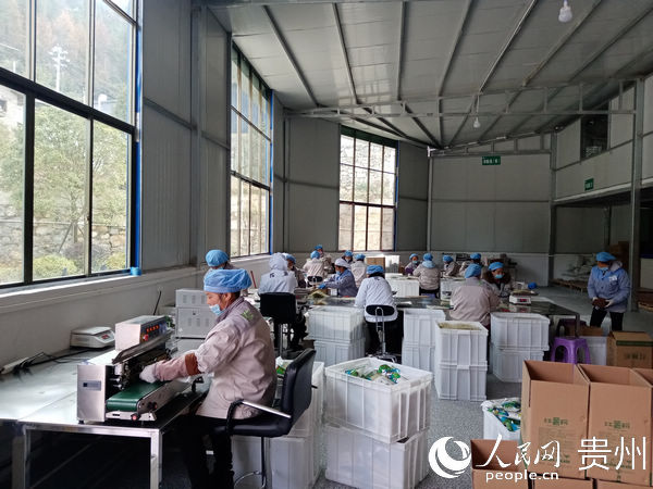 三道水鄉陳薯紅薯粉加工廠，工人們忙著加工包裝產品。歐陽綠葉 攝